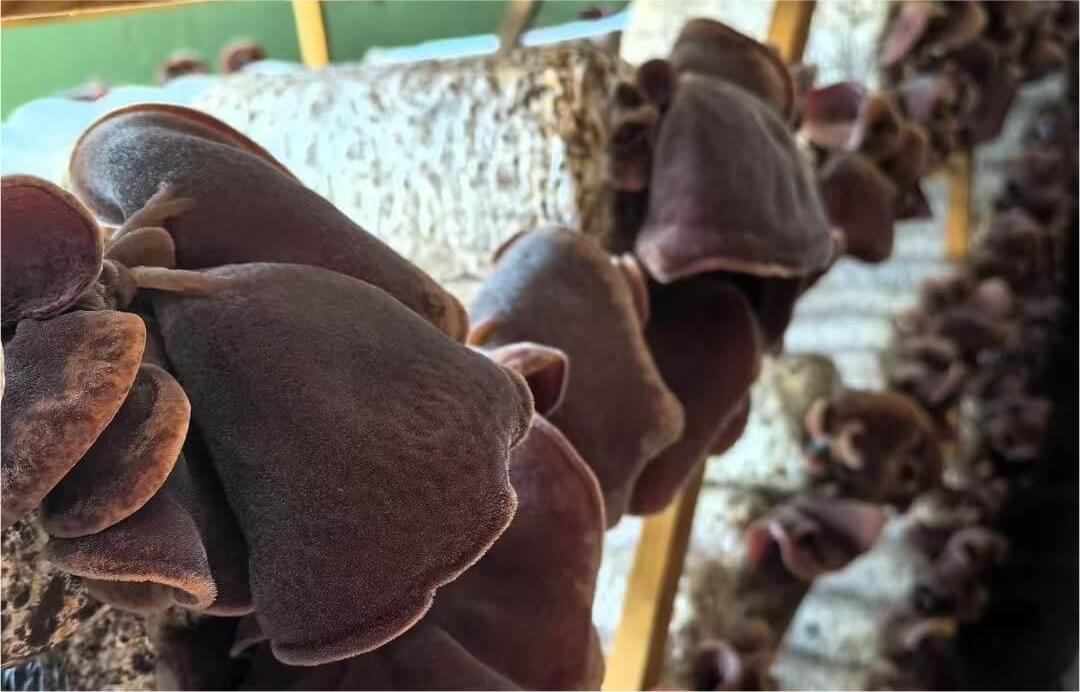 Black Fungus Spawn